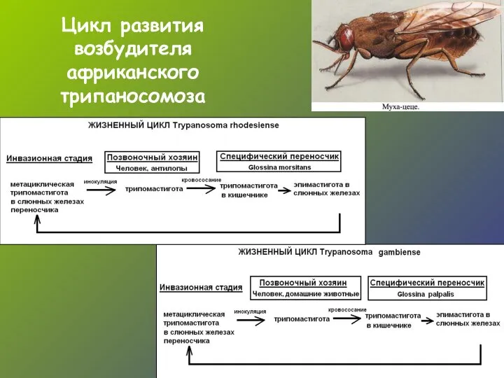 Цикл развития возбудителя африканского трипаносомоза