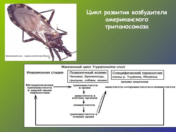 Цикл развития возбудителя американского трипаносомоза