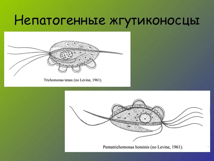 Непатогенные жгутиконосцы