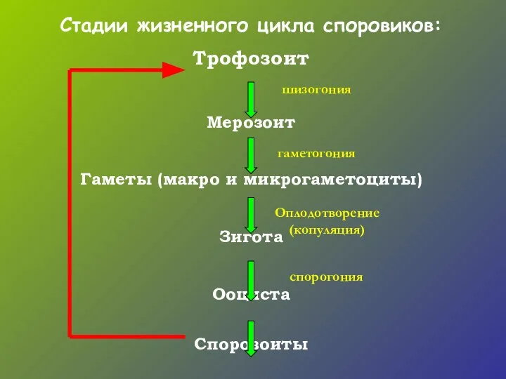 Стадии жизненного цикла споровиков: Трофозоит Мерозоит Гаметы (макро и микрогаметоциты) Зигота