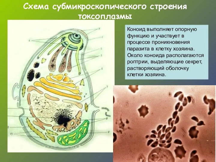 Схема субмикроскопического строения токсоплазмы Коноид выполняет опорную функцию и участвует в