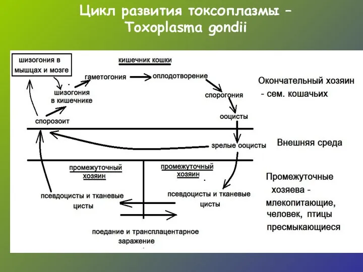 Цикл развития токсоплазмы – Toxoplasma gondii