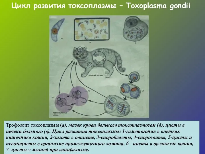 Цикл развития токсоплазмы – Toxoplasma gondii Трофозоит токсоплазмы (а), мазок крови