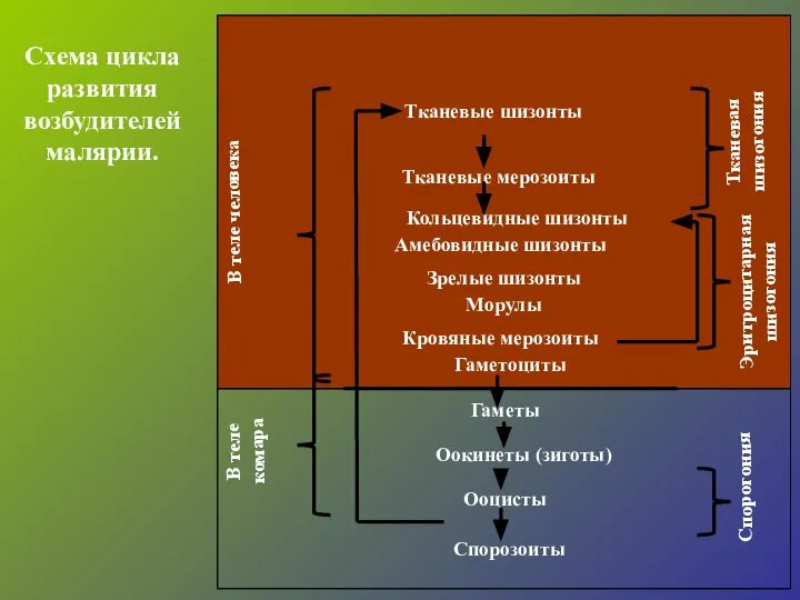 Схема цикла развития возбудителей малярии. Тканевые шизонты Тканевые мерозоиты Кольцевидные шизонты