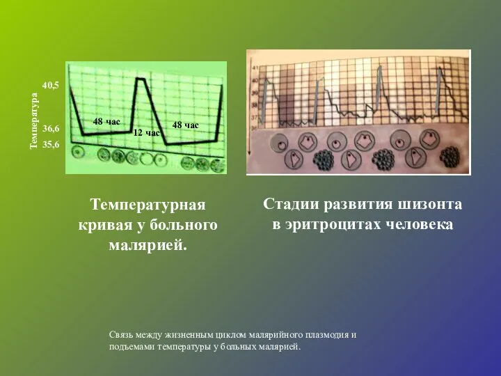 Температура Стадии развития шизонта в эритроцитах человека 35,6 36,6 40,5 Связь