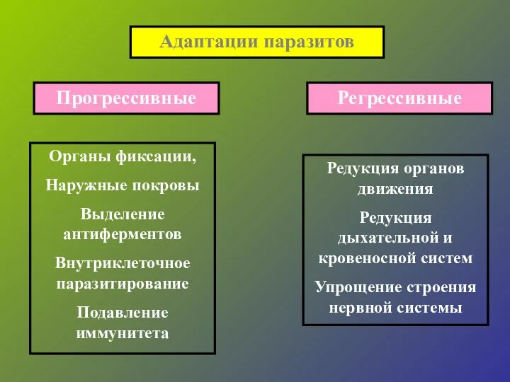 Адаптации паразитов Прогрессивные Регрессивные Органы фиксации, Наружные покровы Выделение антиферментов Внутриклеточное