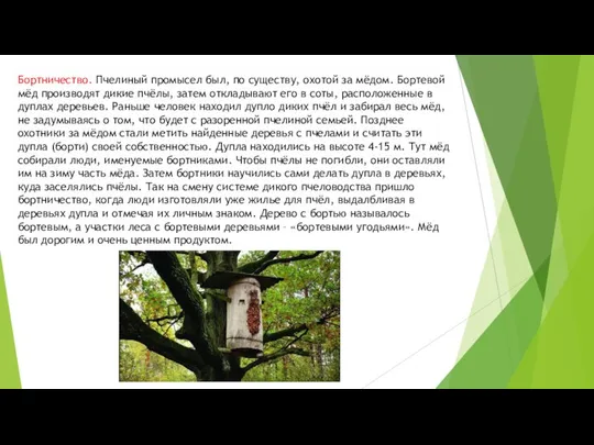 Бортничество. Пчелиный промысел был, по существу, охотой за мёдом. Бортевой мёд