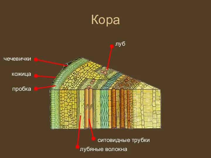 Кора