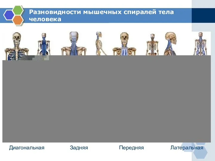 Разновидности мышечных спиралей тела человека www.themegallery.com Диагональная Задняя Передняя Латеральная