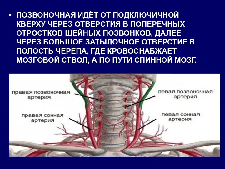 ПОЗВОНОЧНАЯ ИДЁТ ОТ ПОДКЛЮЧИЧНОЙ КВЕРХУ ЧЕРЕЗ ОТВЕРСТИЯ В ПОПЕРЕЧНЫХ ОТРОСТКОВ ШЕЙНЫХ