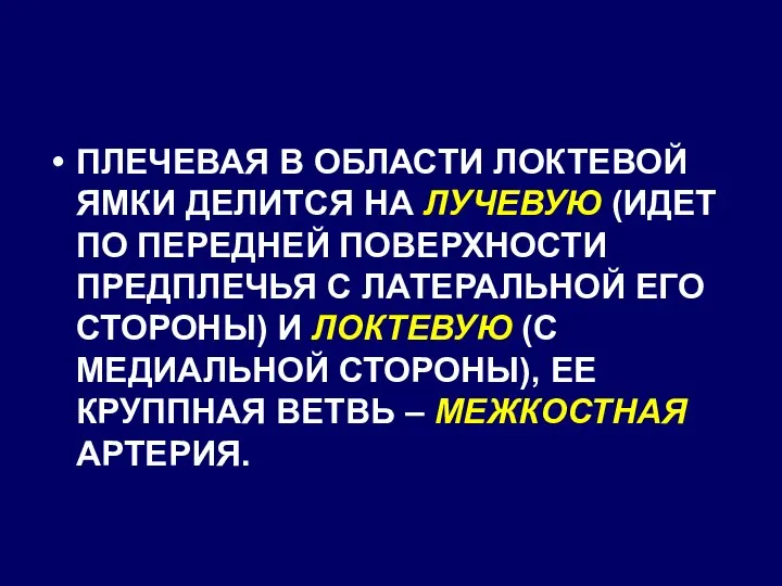 ПЛЕЧЕВАЯ В ОБЛАСТИ ЛОКТЕВОЙ ЯМКИ ДЕЛИТСЯ НА ЛУЧЕВУЮ (ИДЕТ ПО ПЕРЕДНЕЙ