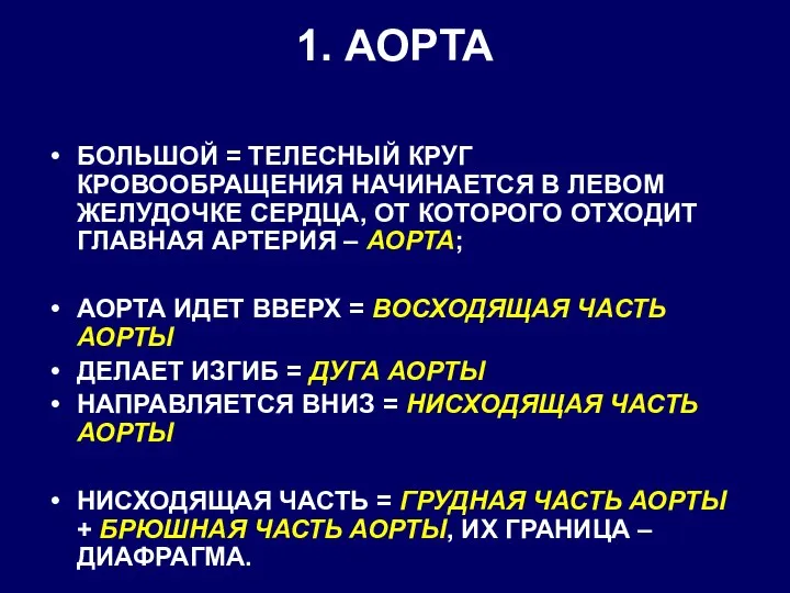 1. АОРТА БОЛЬШОЙ = ТЕЛЕСНЫЙ КРУГ КРОВООБРАЩЕНИЯ НАЧИНАЕТСЯ В ЛЕВОМ ЖЕЛУДОЧКЕ