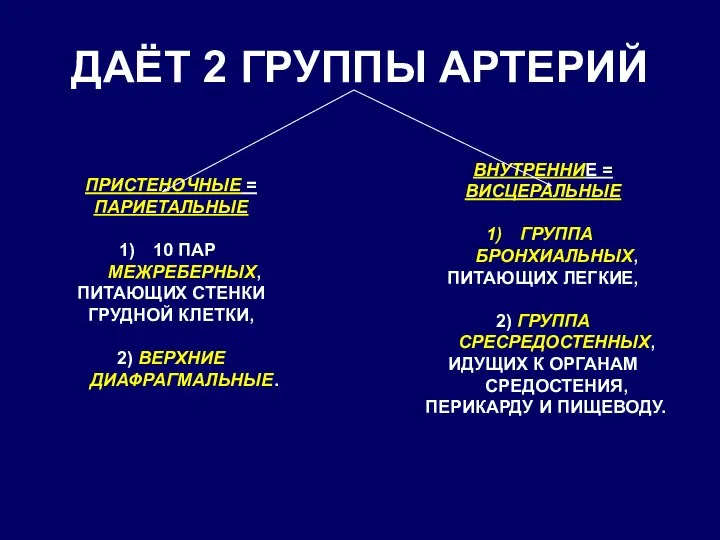 ДАЁТ 2 ГРУППЫ АРТЕРИЙ ПРИСТЕНОЧНЫЕ = ПАРИЕТАЛЬНЫЕ 10 ПАР МЕЖРЕБЕРНЫХ, ПИТАЮЩИХ