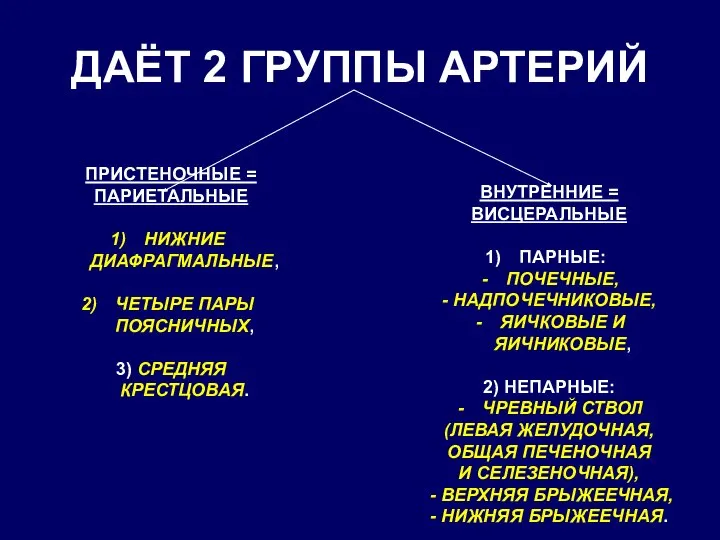 ДАЁТ 2 ГРУППЫ АРТЕРИЙ ПРИСТЕНОЧНЫЕ = ПАРИЕТАЛЬНЫЕ НИЖНИЕ ДИАФРАГМАЛЬНЫЕ, ЧЕТЫРЕ ПАРЫ