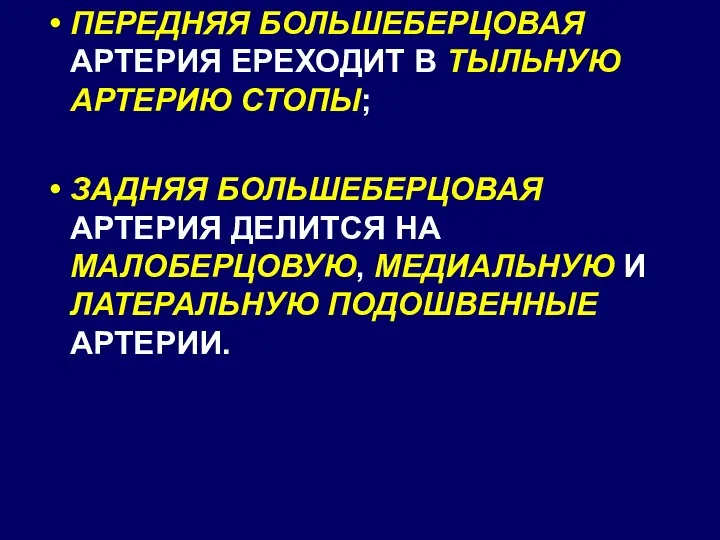 ПЕРЕДНЯЯ БОЛЬШЕБЕРЦОВАЯ АРТЕРИЯ ЕРЕХОДИТ В ТЫЛЬНУЮ АРТЕРИЮ СТОПЫ; ЗАДНЯЯ БОЛЬШЕБЕРЦОВАЯ АРТЕРИЯ