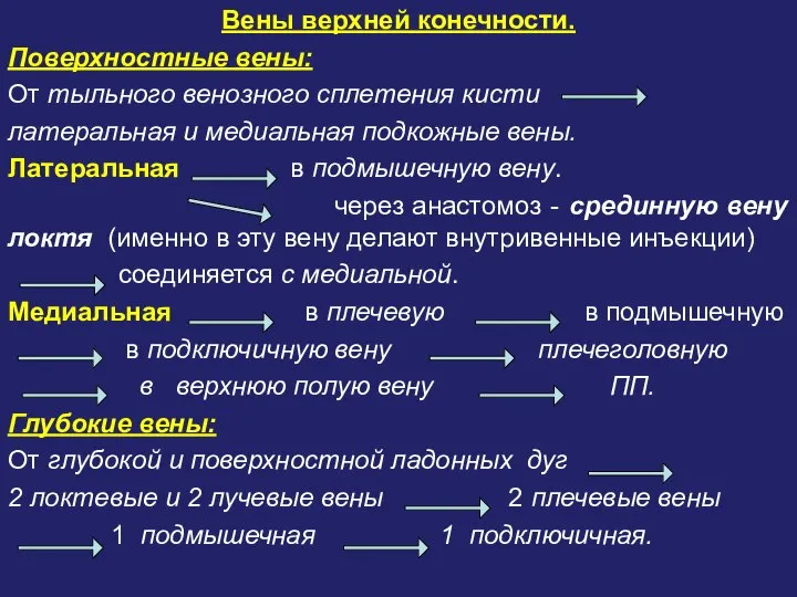 Вены верхней конечности. Поверхностные вены: От тыльного венозного сплетения кисти латеральная