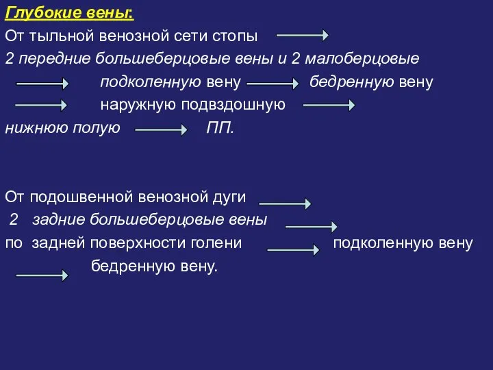 Глубокие вены: От тыльной венозной сети стопы 2 передние большеберцовые вены