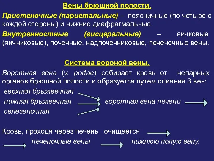 Вены брюшной полости. Пристеночные (париетальные) – поясничные (по четыре с каждой