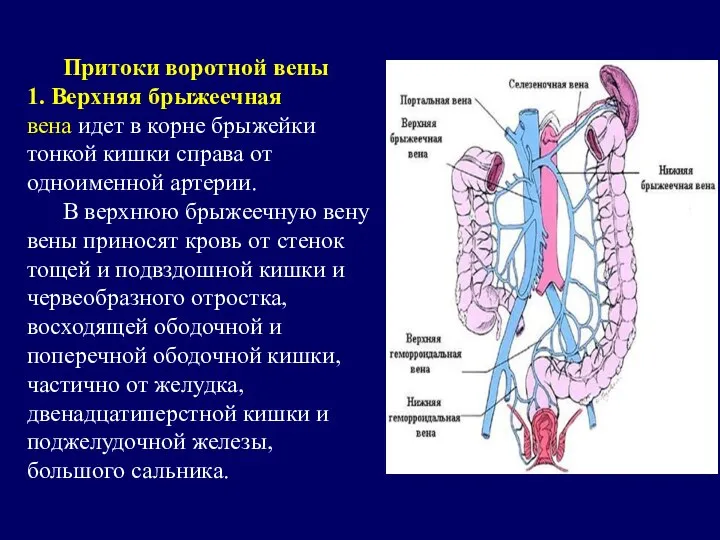 Притоки воротной вены 1. Верхняя брыжеечная вена идет в корне брыжейки