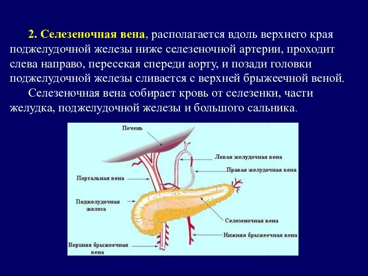 2. Селезеночная вена, располагается вдоль верхнего края поджелудочной железы ниже селезеночной