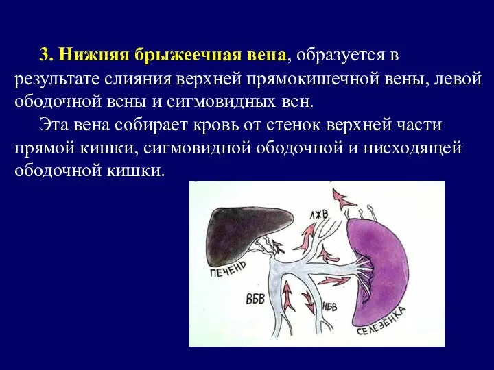 3. Нижняя брыжеечная вена, образуется в результате слияния верхней прямокишечной вены,