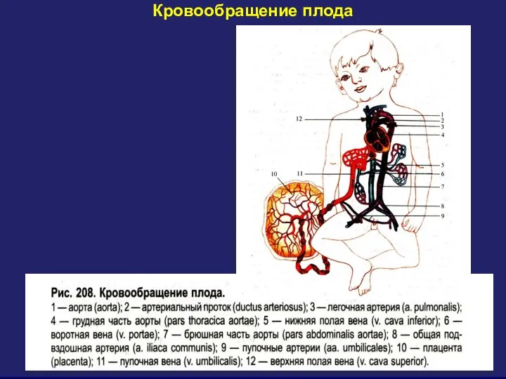 Кровообращение плода