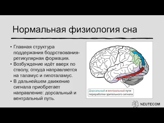 Нормальная физиология сна Главная структура поддержания бодрствования- ретикулярная формация. Возбуждение идёт