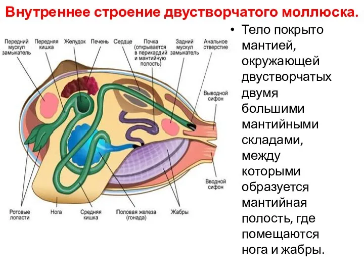 Внутреннее строение двустворчатого моллюска. Тело покрыто мантией, окружающей двустворчатых двумя большими