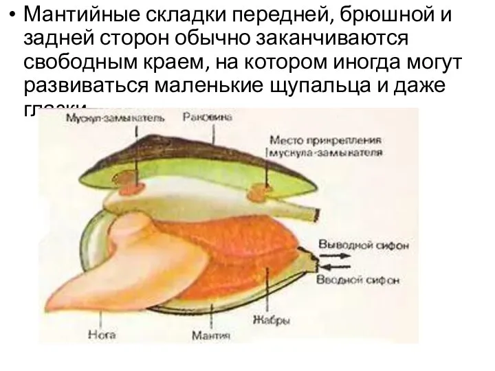 Мантийные складки передней, брюшной и задней сторон обычно заканчиваются свободным краем,