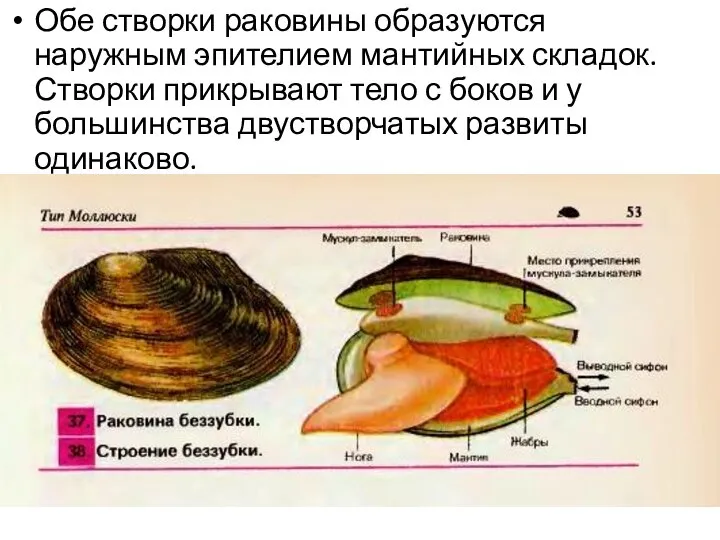 Обе створки раковины образуются наружным эпителием мантийных складок. Створки прикрывают тело