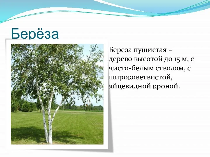 Берёза Береза пушистая – дерево высотой до 15 м, с чисто-белым стволом, с широковетвистой, яйцевидной кроной.