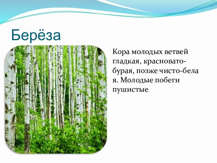 Берёза Кора молодых ветвей гладкая, красновато-бурая, позже чисто-бела я. Молодые побеги пушистые