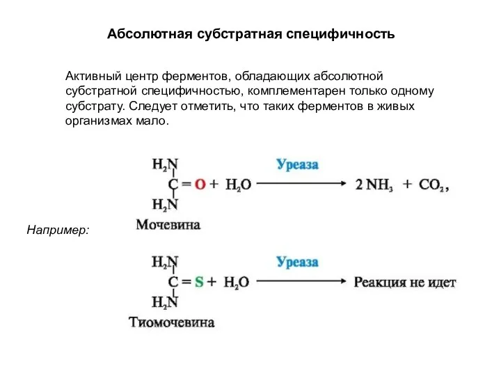 Активный центр ферментов, обладающих абсолютной субстратной специфичностью, комплементарен только одному субстрату.