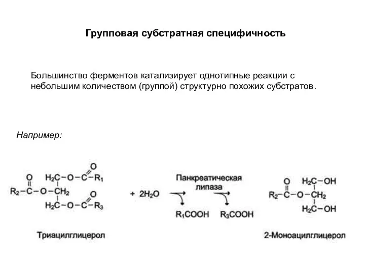 Групповая субстратная специфичность Большинство ферментов катализирует однотипные реакции с небольшим количеством (группой) структурно похожих субстратов. Например: