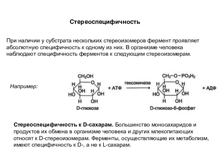 Стереоспецифичность При наличии у субстрата нескольких стереоизомеров фермент проявляет абсолютную специфичность