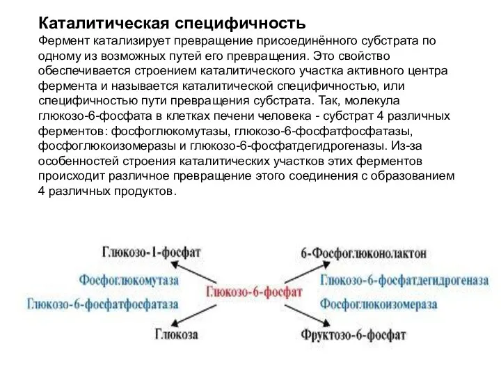 Каталитическая специфичность Фермент катализирует превращение присоединённого субстрата по одному из возможных