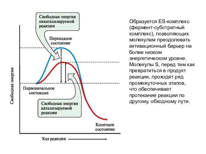 Образуется ES-комплекс (фермент-субстратный комплекс), позволяющих молекулам преодолевать активационный барьер на более