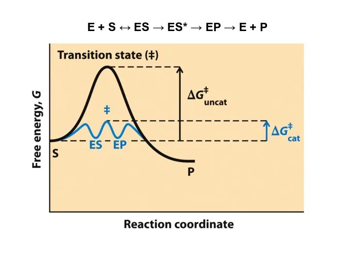 E + S ↔ ES → ES* → EP → E + P