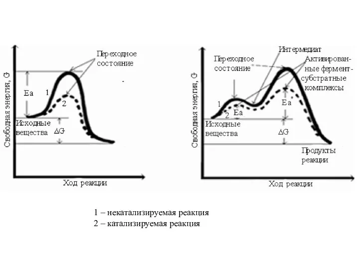 1 – некатализируемая реакция 2 – катализируемая реакция