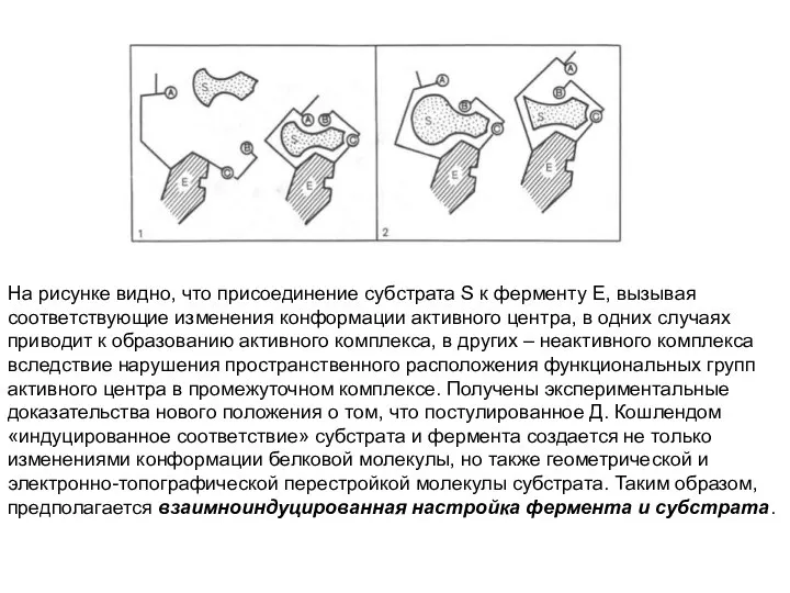 На рисунке видно, что присоединение субстрата S к ферменту Е, вызывая