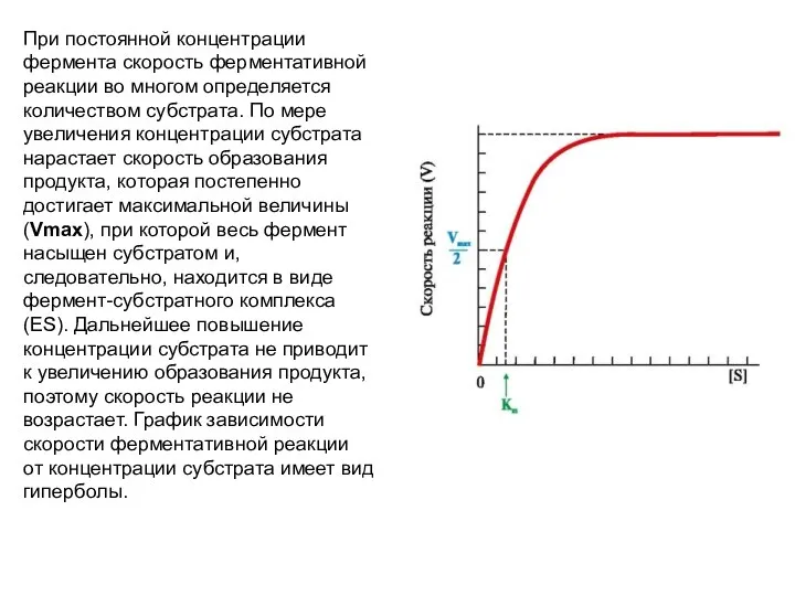 При постоянной концентрации фермента скорость ферментативной реакции во многом определяется количеством