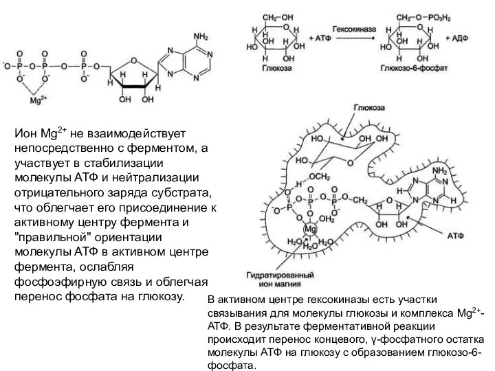 Ион Mg2+ не взаимодействует непосредственно с ферментом, а участвует в стабилизации