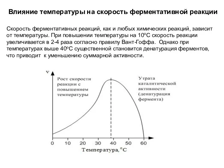 Влияние температуры на скорость ферментативной реакции Скорость ферментативных реакций, как и