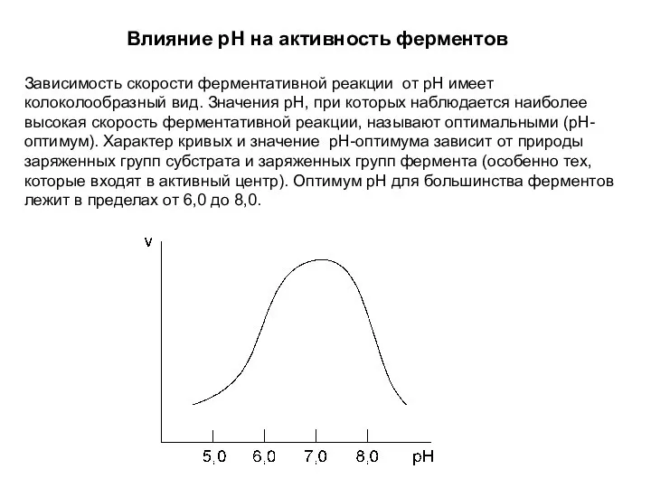 Влияние pH на активность ферментов Зависимость скорости ферментативной реакции от рН