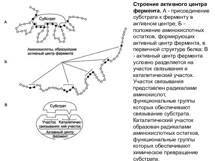 Строение активного центра фермента. А - присоединение субстрата к ферменту в