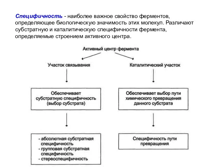 Специфичность - наиболее важное свойство ферментов, определяющее биологическую значимость этих молекул.