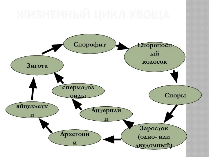 ЖИЗНЕННЫЙ ЦИКЛ ХВОЩА Спорофит Спороносный колосок Споры Заросток (одно- или двудомный) Антеридии Зигота Архегонии сперматозоиды яйцеклетки