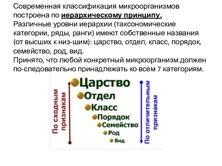 Современная классификация микроорганизмов построена по иерархическому принципу. Различные уровни иерархии (таксономические