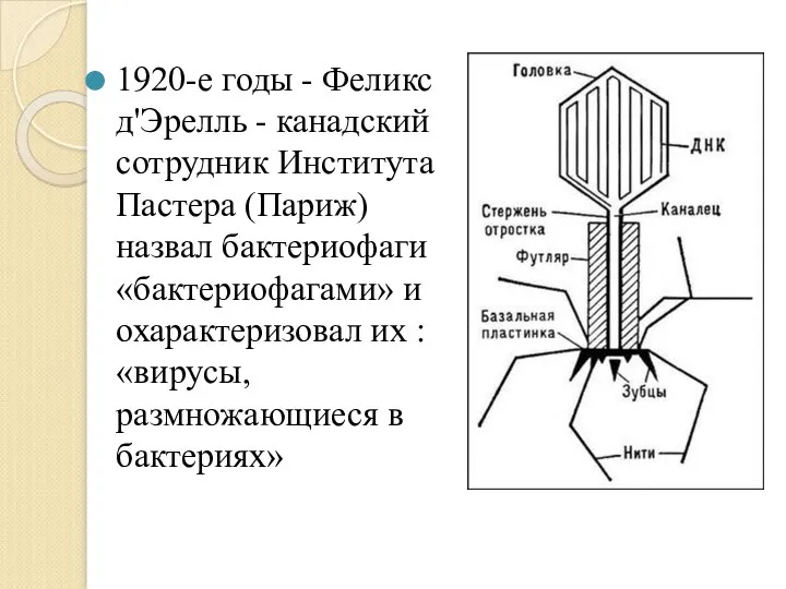 1920-е годы - Феликс д'Эрелль - канадский сотрудник Института Пастера (Париж)