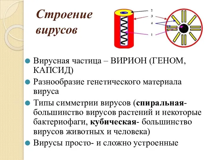 Строение вирусов Вирусная частица – ВИРИОН (ГЕНОМ, КАПСИД) Разнообразие генетического материала